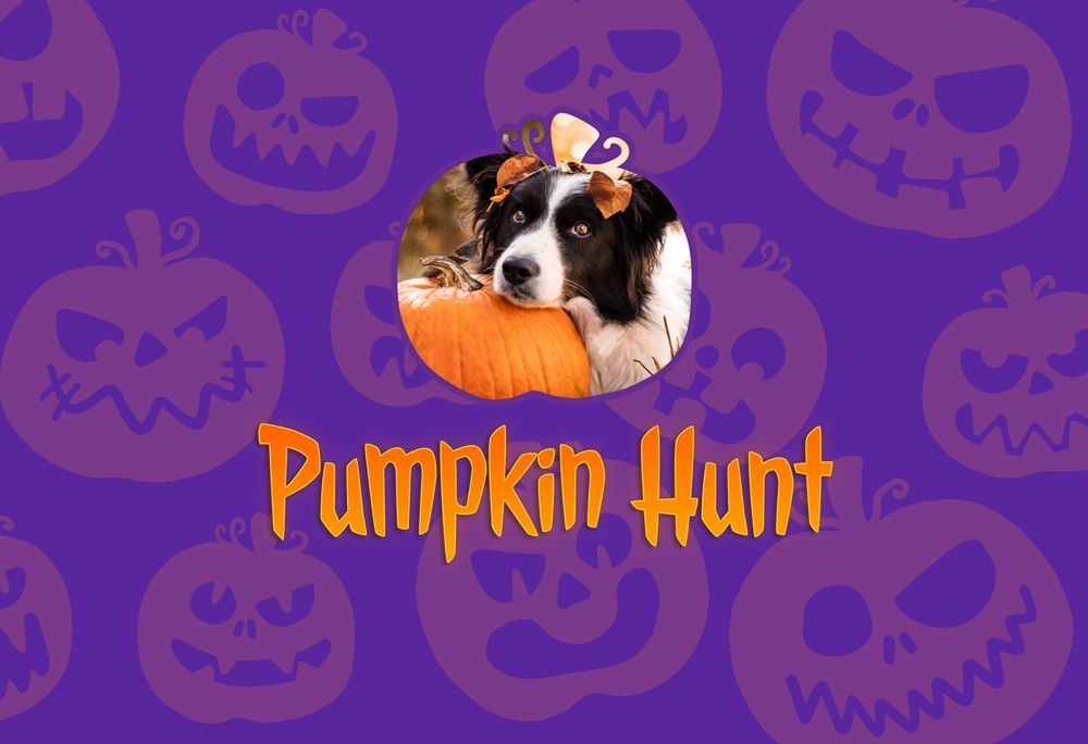 Pumpkin Hunt