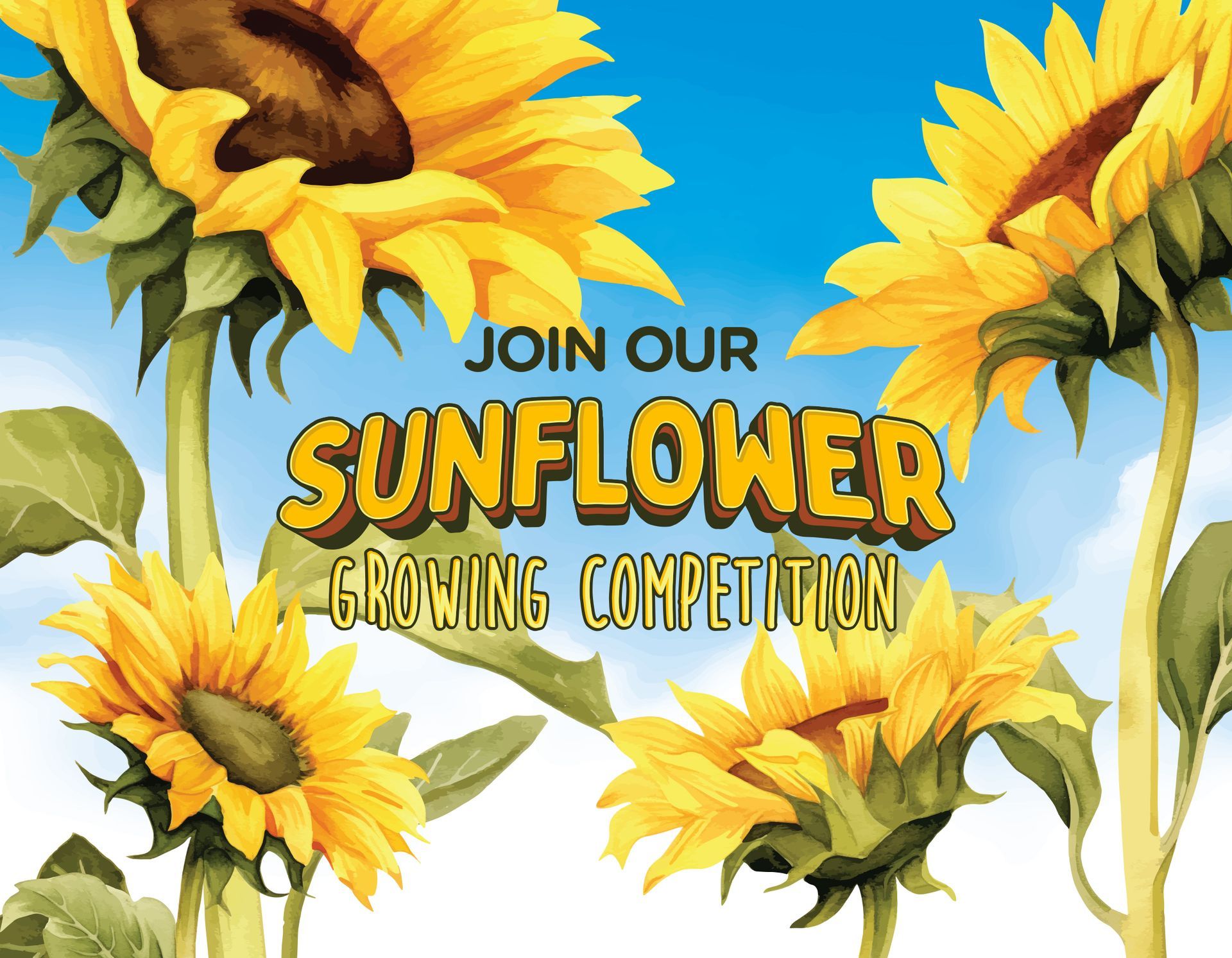Sunflower Competition at Auchingarrich
