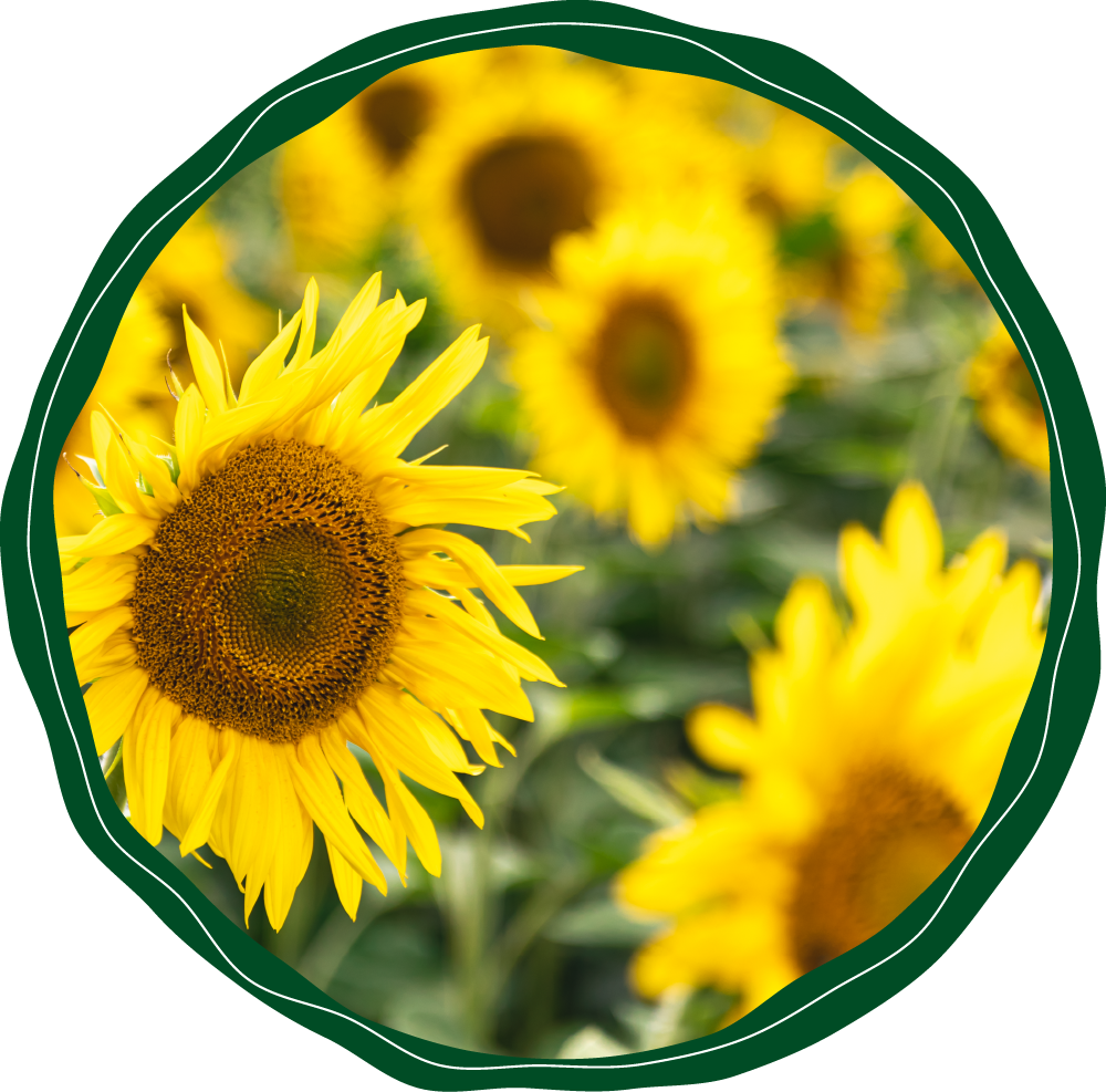 Sunflower image