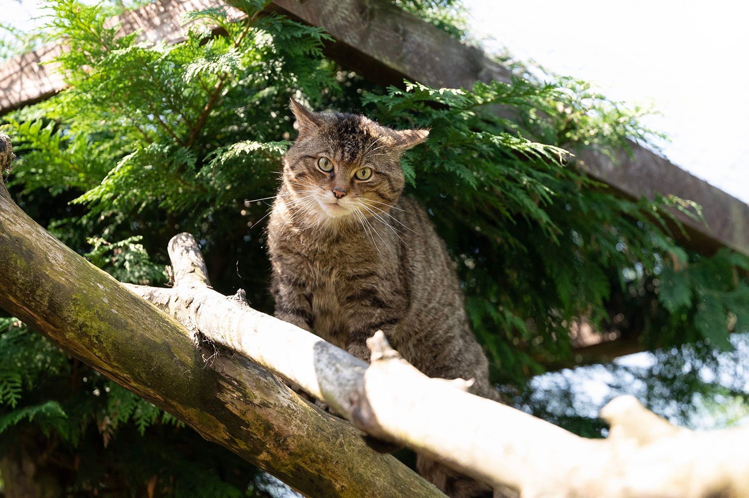 A cat is sitting on a tree branch.
