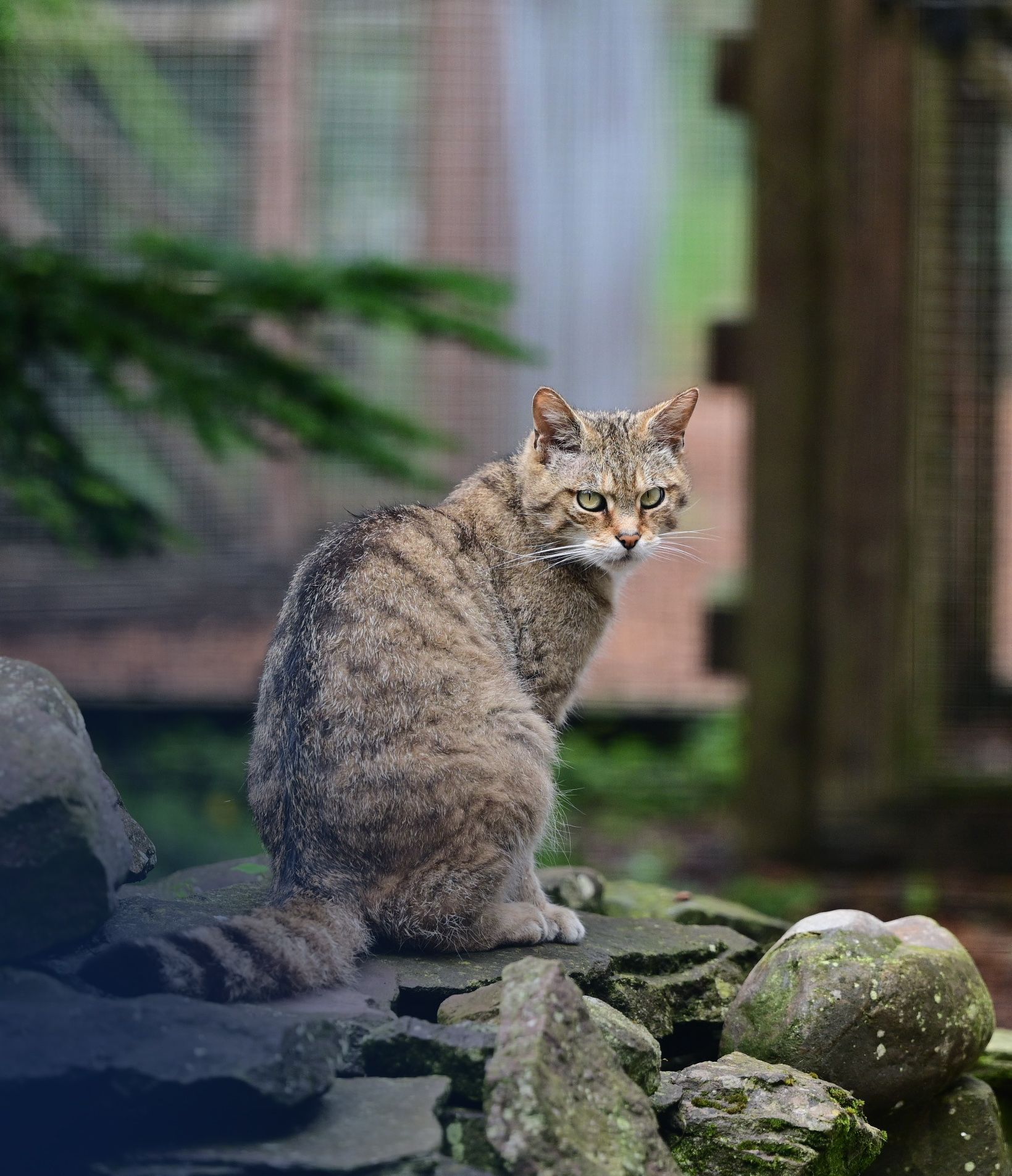 A cat is sitting on a rock looking at the camera.