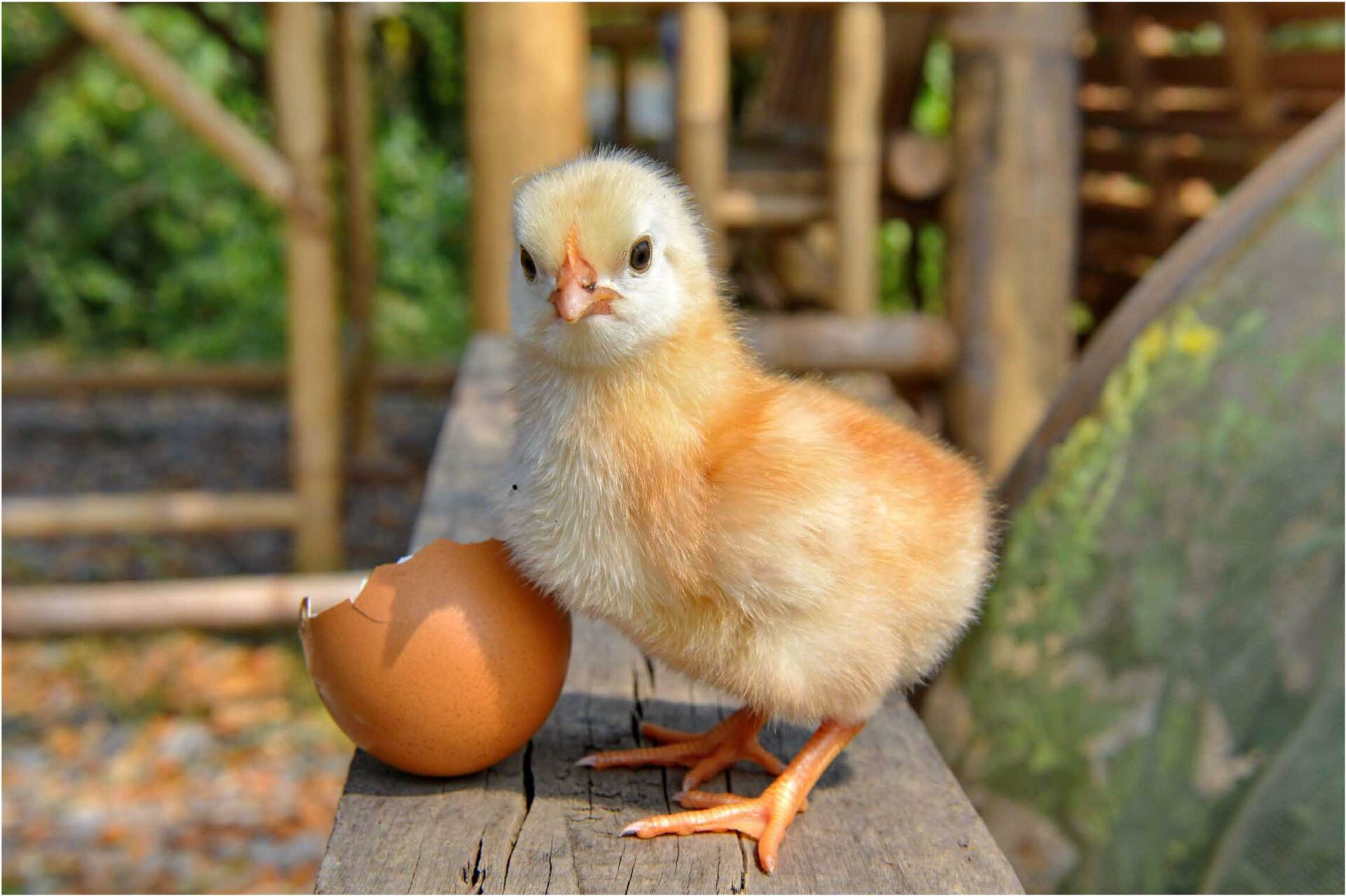 chick at Auchigarrich wildlife park