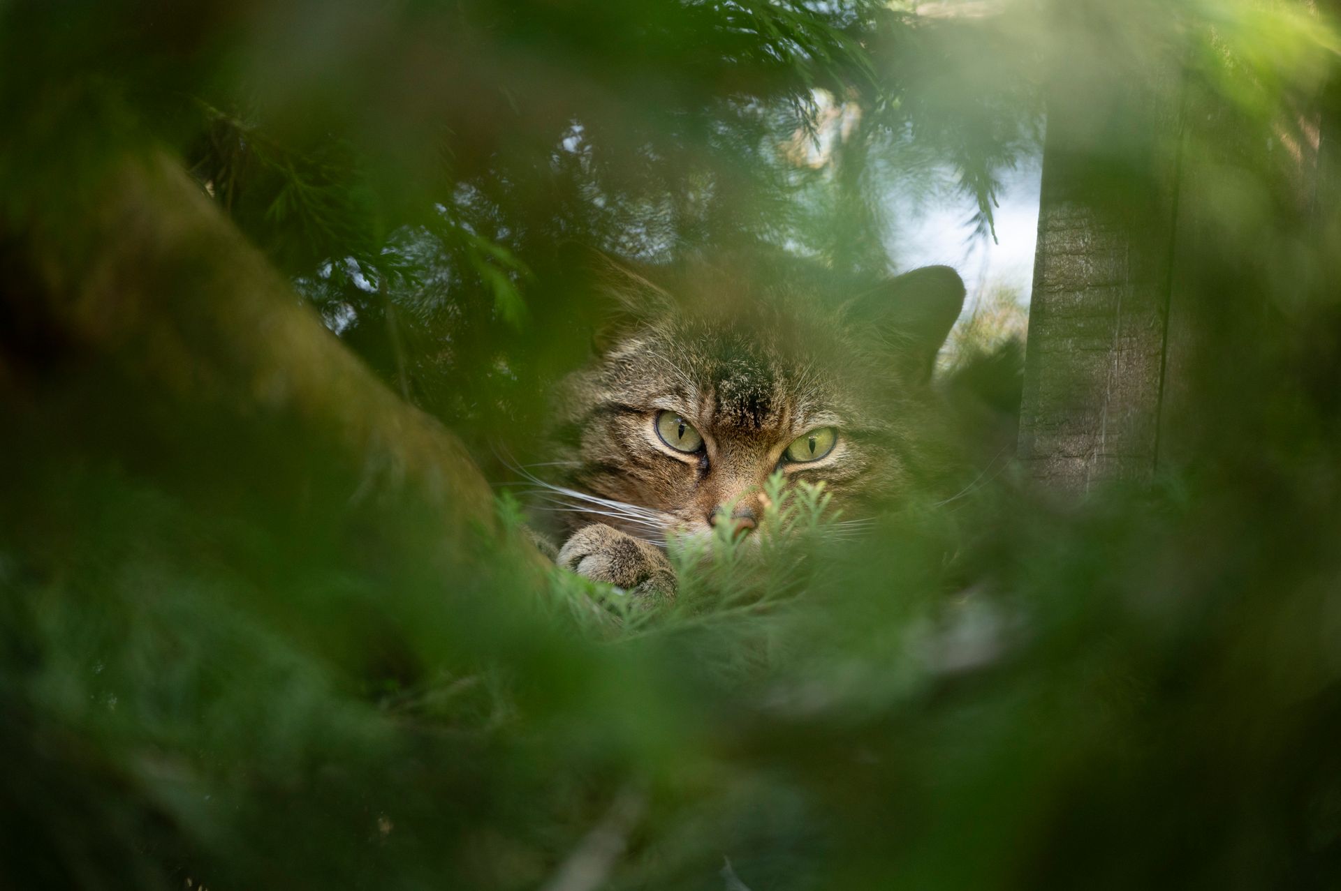 Scottish Wild Cat Hiding