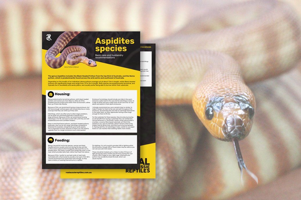 Aspidites Species Rockhampton Downs Woma Python