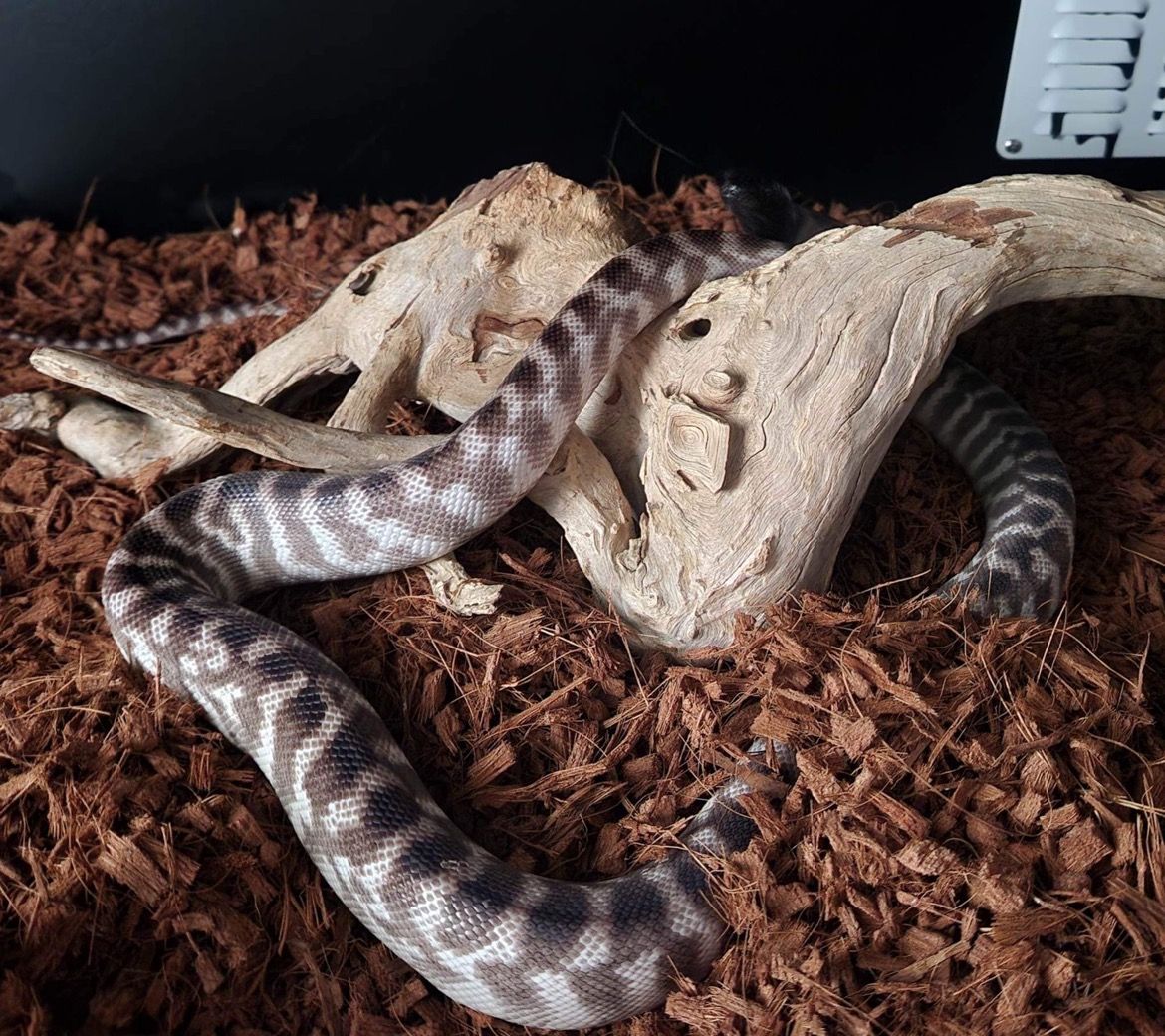 Black Headed Python burrowing in coconut husk substrate
