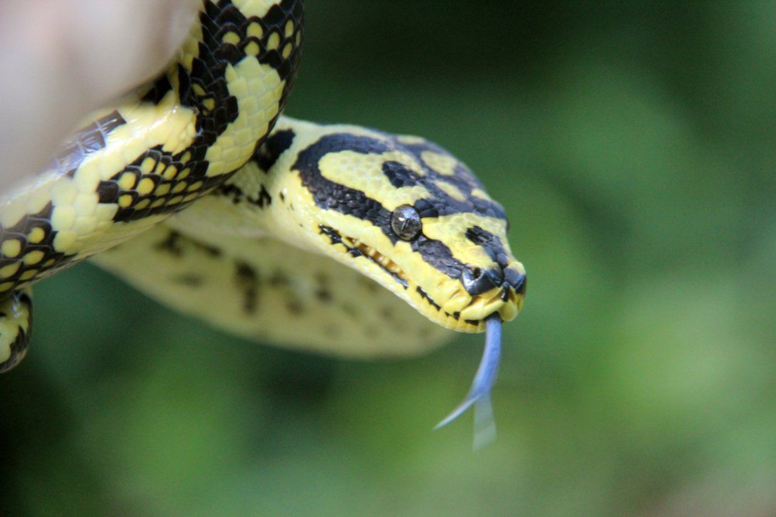 High Yellow Jungle Carpet Python