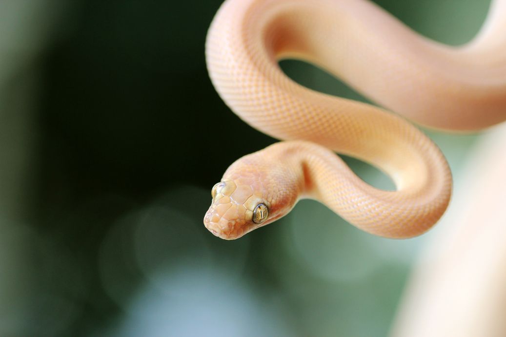Children's Python close up snake coiled