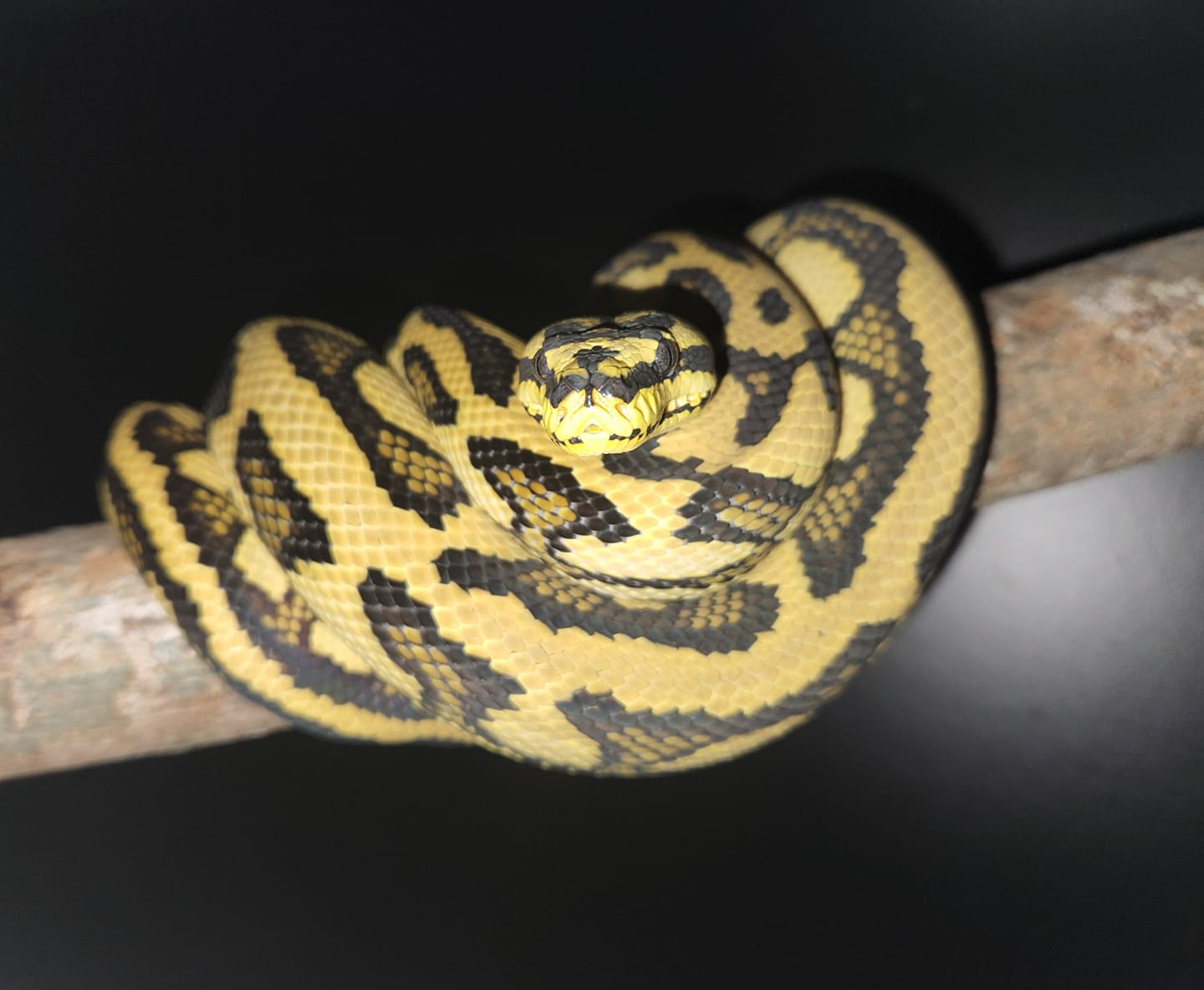Happy high yellow Carpet Jungle Python coiled on a branch