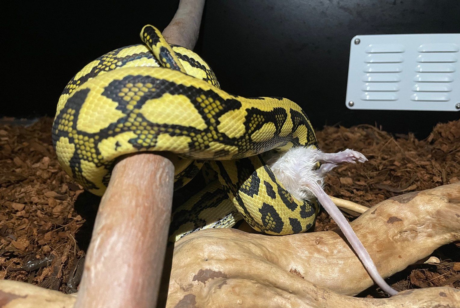 Jungle Carpet Python eating a small rat - should snakes feed on rats vs mice?