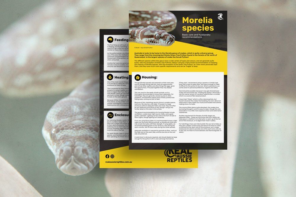 Bredli Morelia snake care sheet A4
