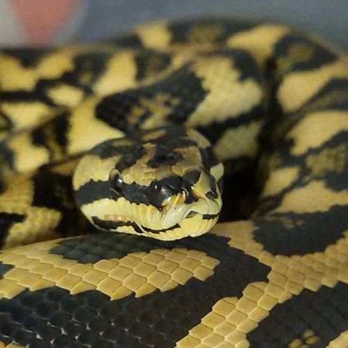 Reduced pattern high yellow Jungle python
