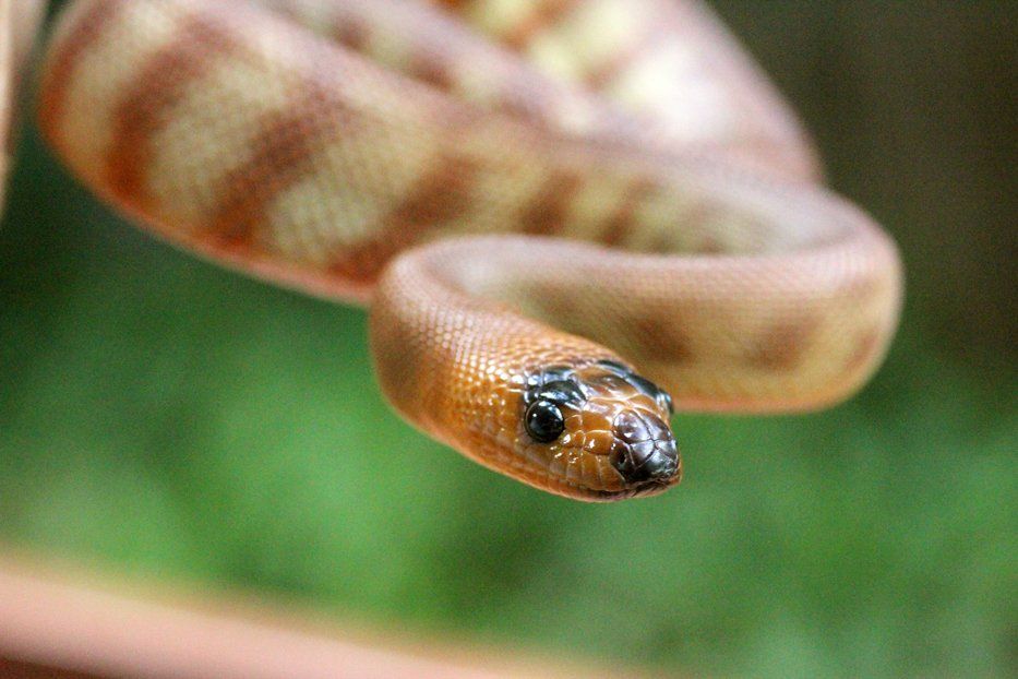 Aspidites Woma Python