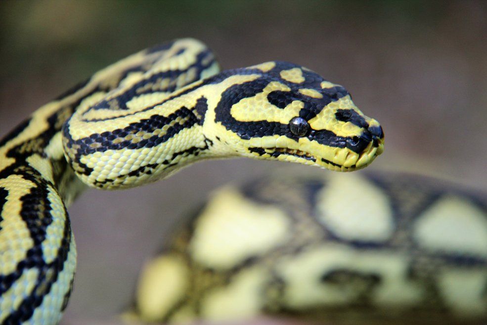 Are Jungle Carpet Pythons Good Pets Www resnooze