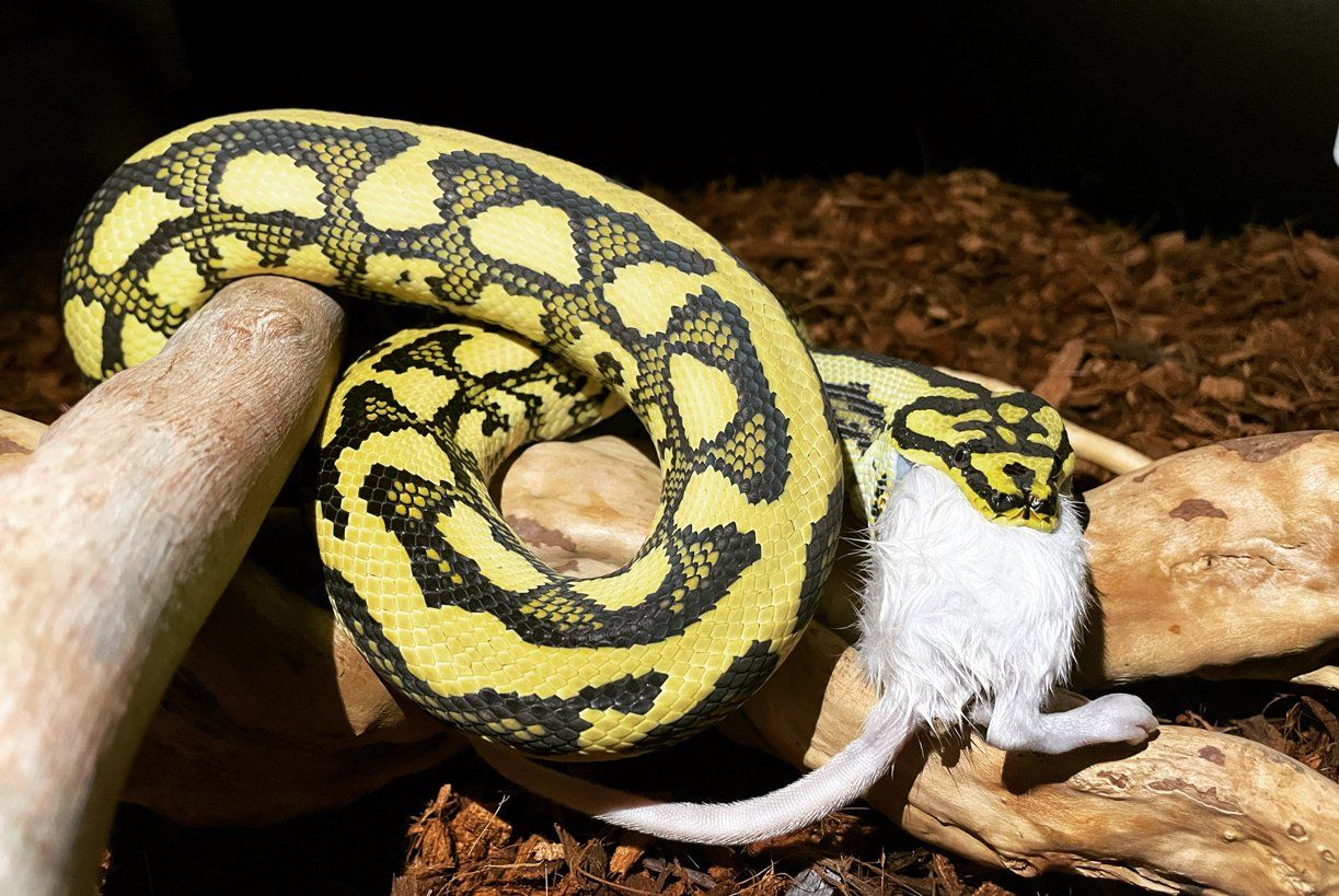 Jungle Carpet Python eating a rat. His Enclosure contains coconut husk substrate.