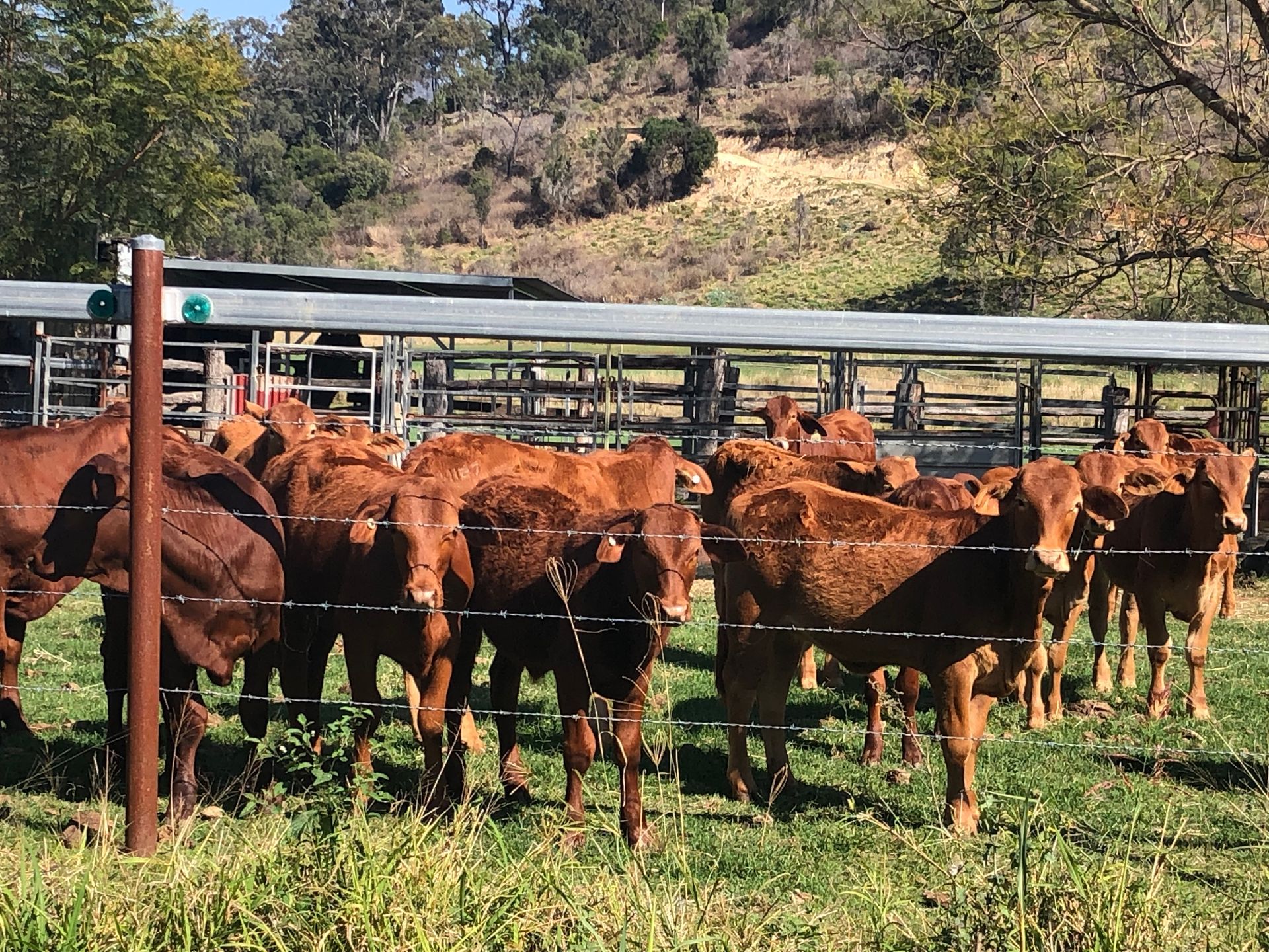Queenland, Darling Downs, Water drilling