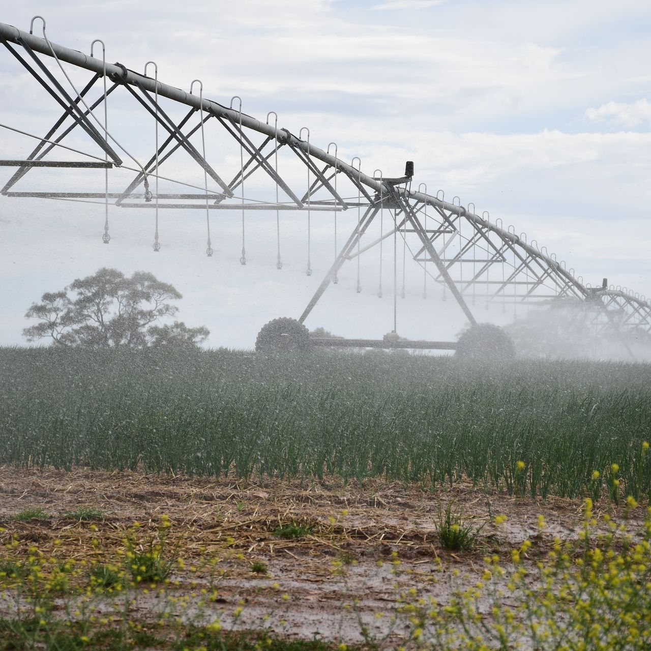 D .D. Hay , NSW