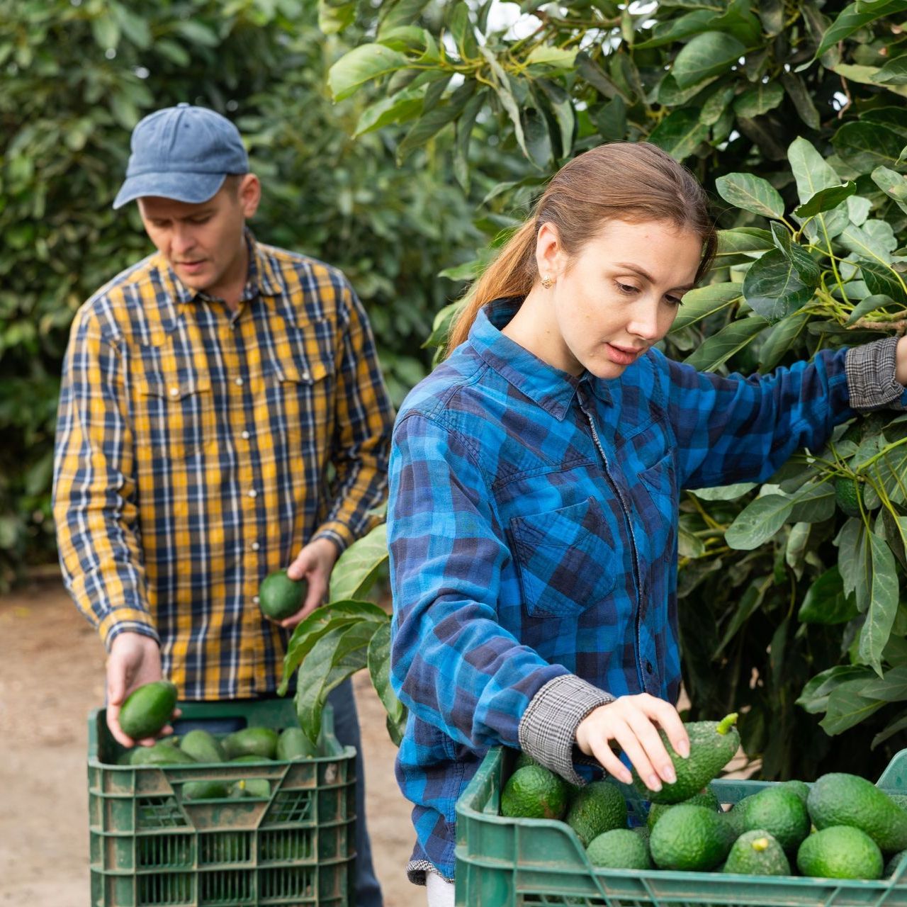 D.A. Avocado Orchardist - Comboyne NSW