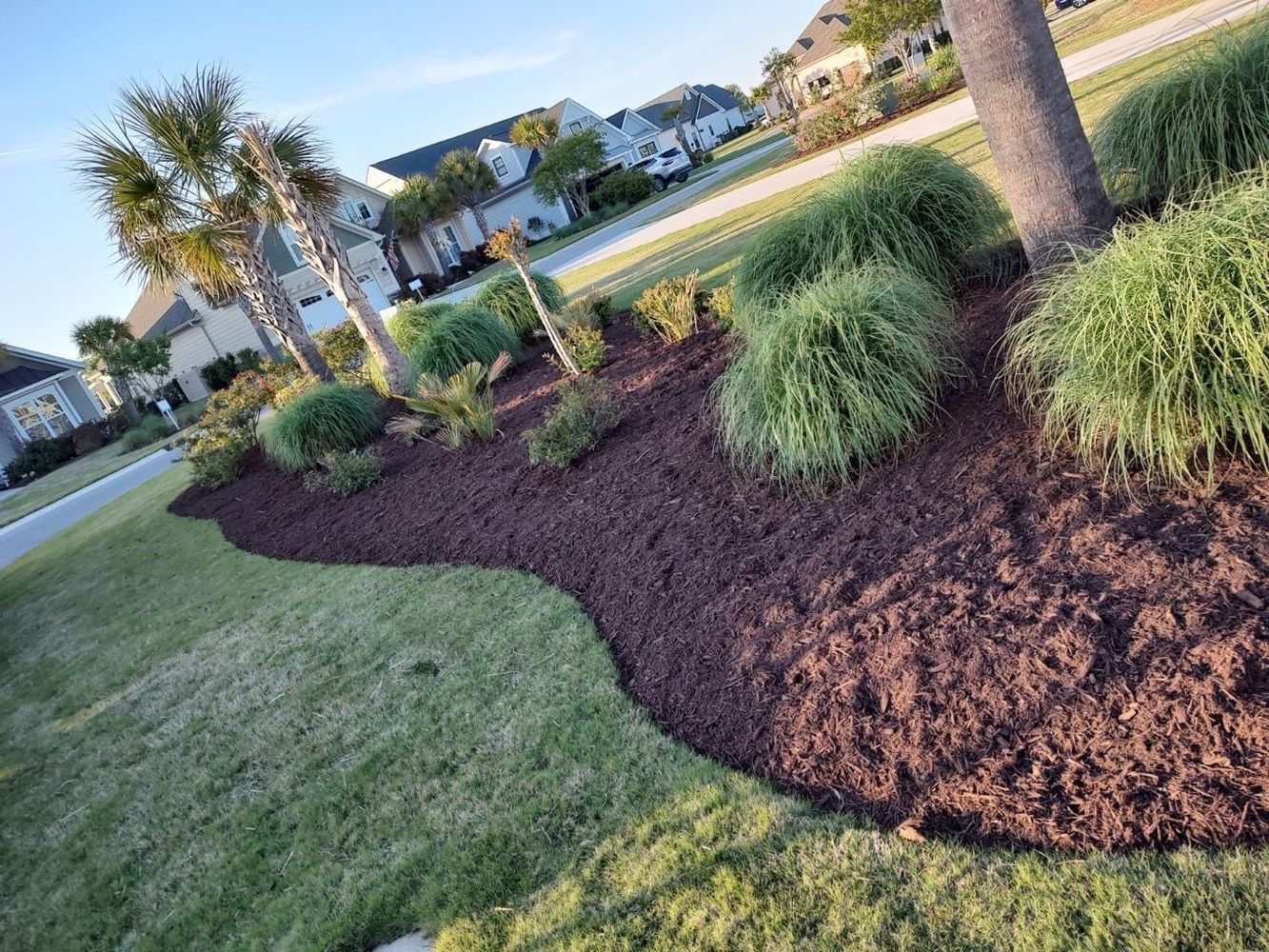 Landscaped front yard with dark mulch beds, ornamental grasses, palm trees, and a sidewalk beside a street.