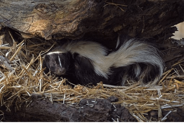 Skunks