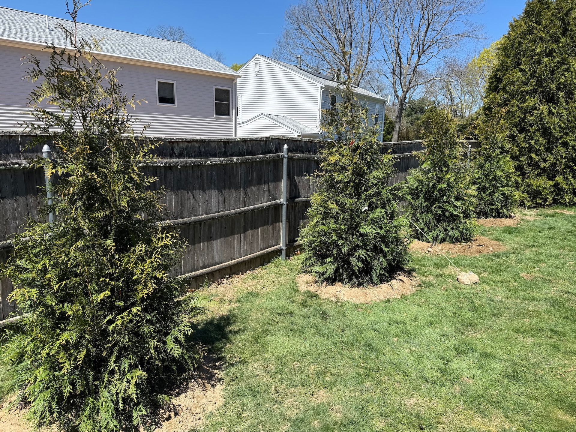 Backyard with green lawn, wooden fence, shrubs, and a small tree under a clear blue sky