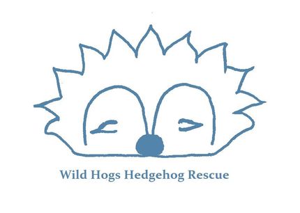 Wild Hogs Hedgehog Rescue