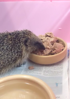 hedgehog eating cat food