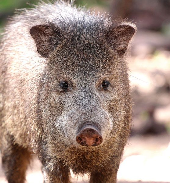 Javelinas; Setting the record straight.