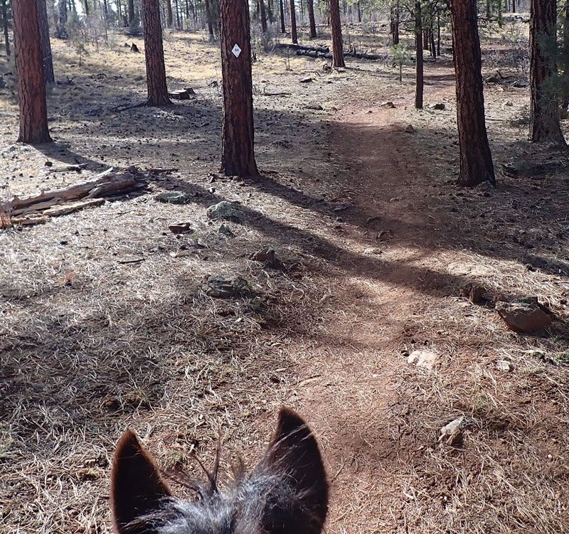 Horseback riding the White Mountain Trail System, Arizona