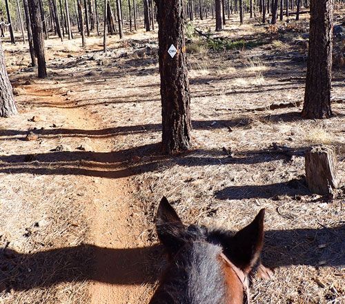 Horseback riding the White Mountain Trail System