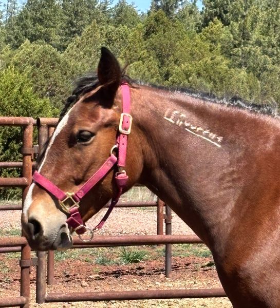 Adopting a Mustang from the BLM