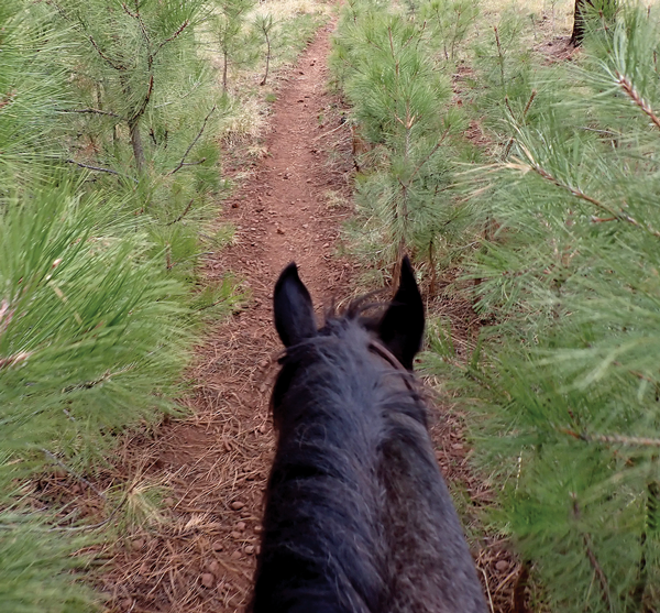 Riding the White Mountain Trail System