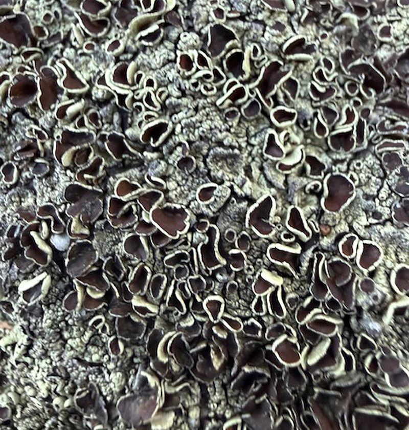 The Amazing Story of Lichen