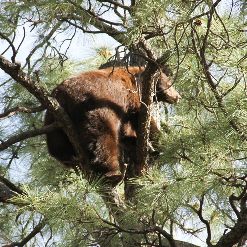 All the White Mountain Wildlife Contribute something Positive