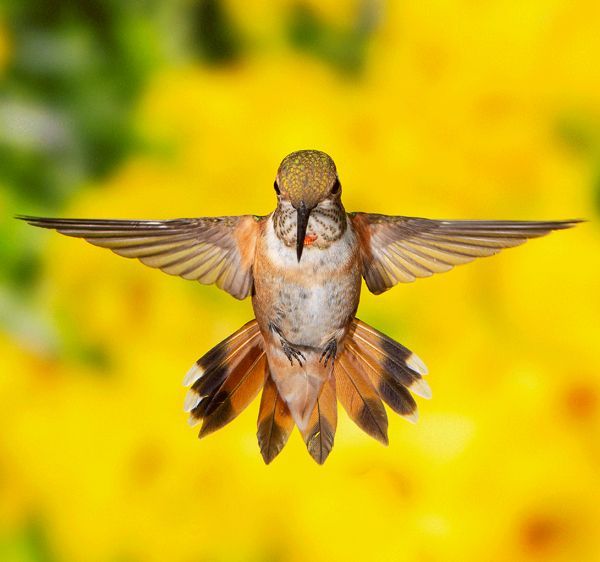 Annual Hummingbird Festival at Sipe Wildlife Area