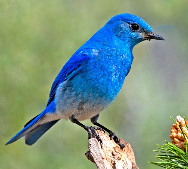 Birding Opportunities in the White Mountains of Arizona