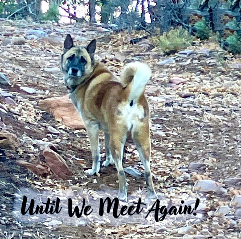 Grieving the Loss of a Beloved Dog