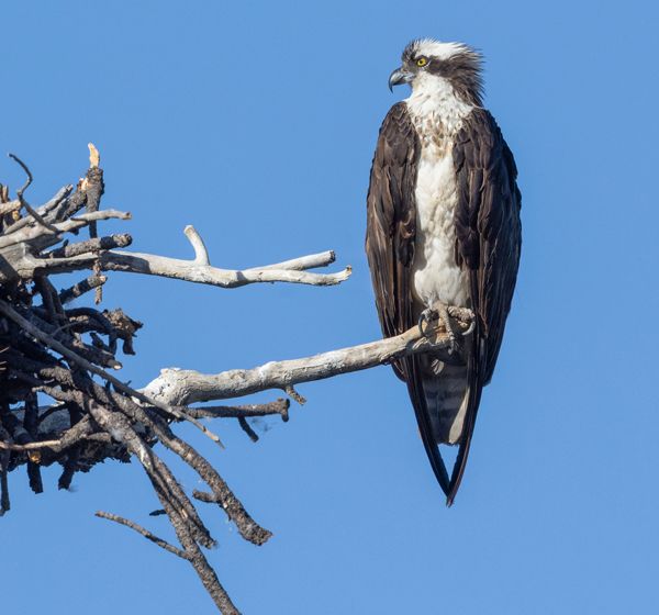 A large charismatic raptor...