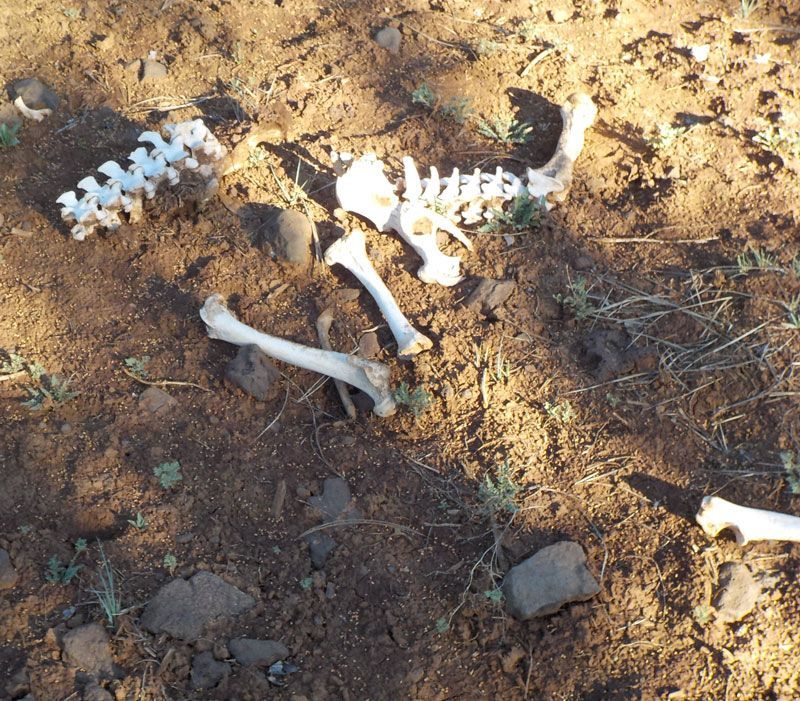 A New Journey with an Old Friend