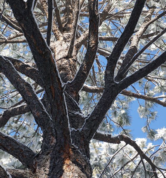 The personification of a tree can breathe life into what is too easily disregarded as an inanimate o