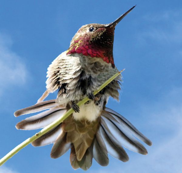 The flutterby birds