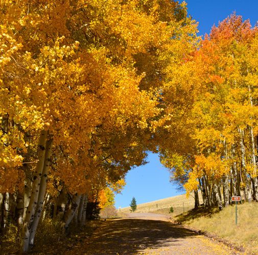 The beautiful colors of the White mountains