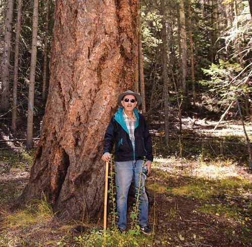 The Coyote fir by Green's Peak