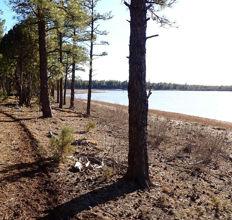 Horseback Riding the White Mountain Trail System