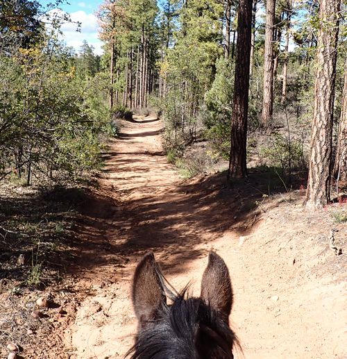 Horseback Riding the White Mountain Trail System