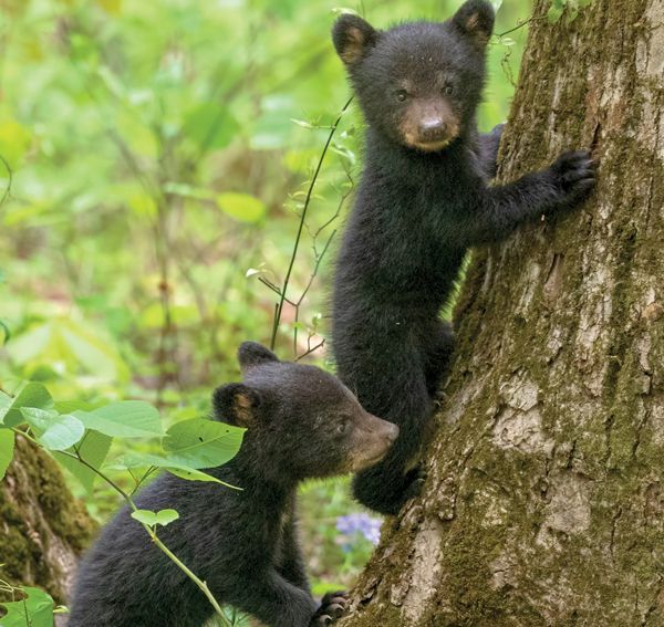 Interactions between bears and humans are on the increase this year!