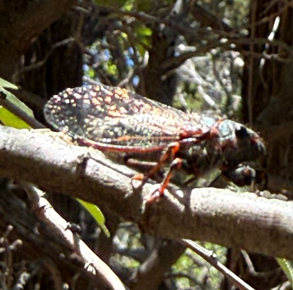 The plight of the cicada