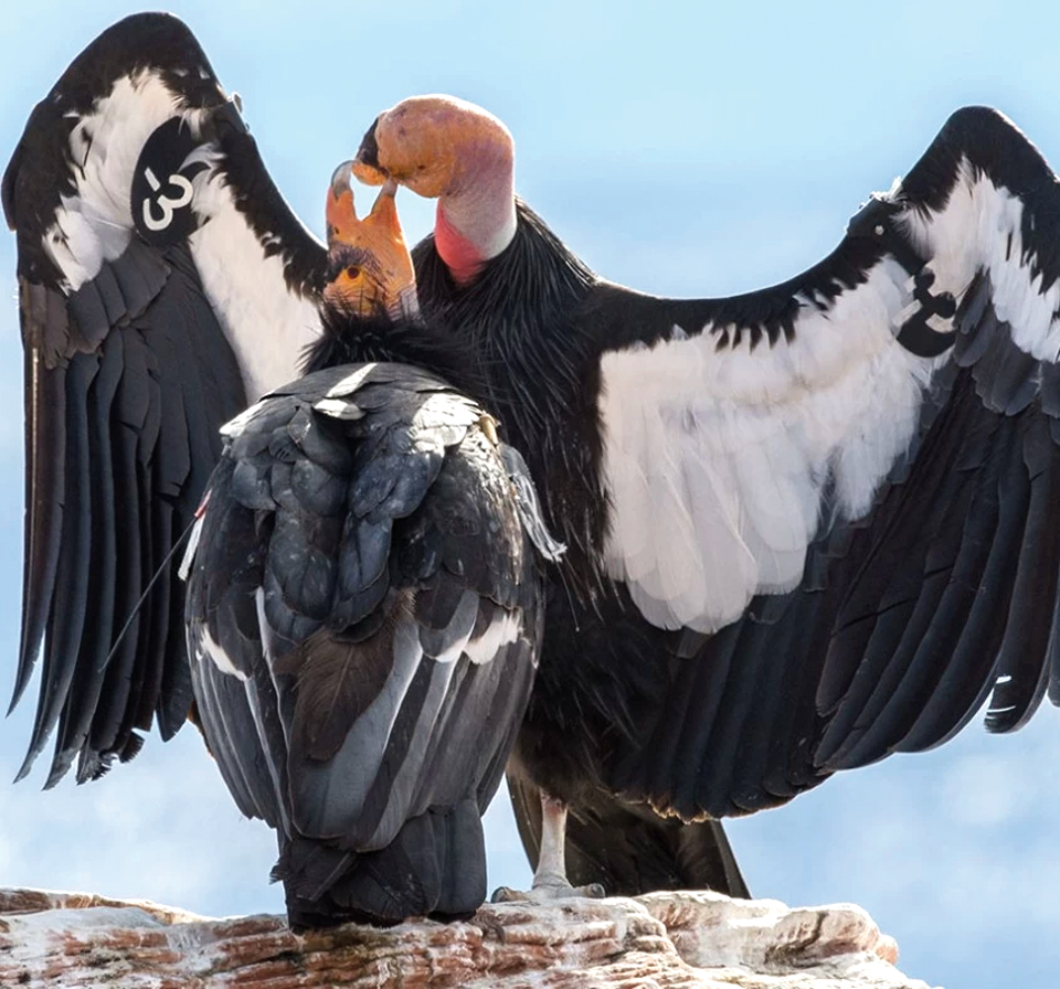 A Love Story of Two Endangered Condors