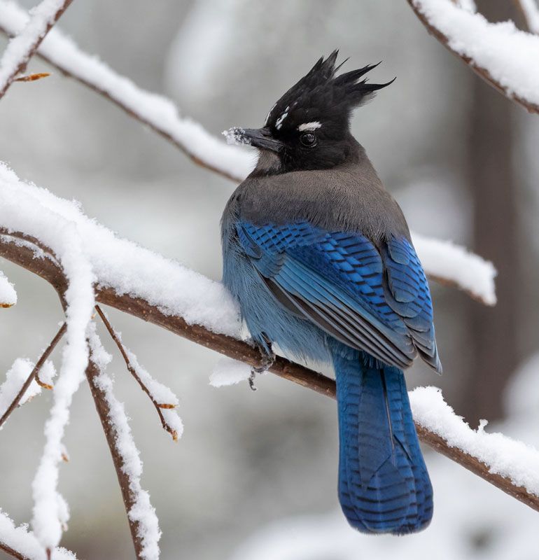 The “Great Bird Depression of 2025-26” in the White Mountains.