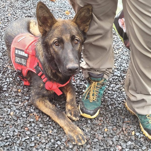 The 2025 Arizona Multi-County K9 Training in the White Mountains, Arizona