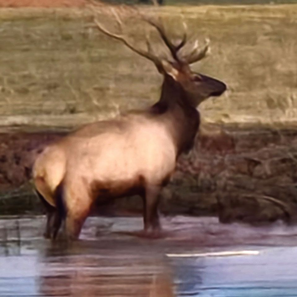 It can be hard to imagine a unique piercing, high pitched call is coming from such a large animal.